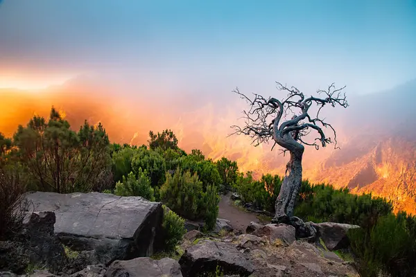 Portekiz 'in Madeira adasının en yüksek noktası olan Arieiro tepesi yakınlarındaki dağ ve kayaların manzarası