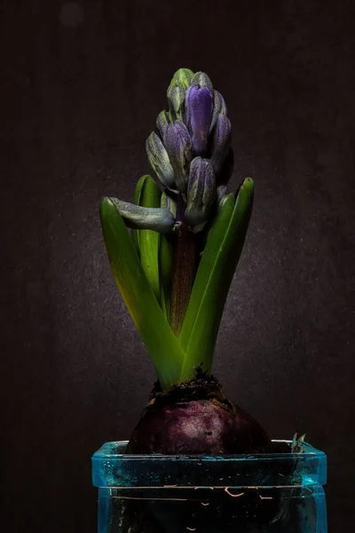 Гиацинт Выносливое Луковичное Растение Которое Цветет Весной — стоковое фото