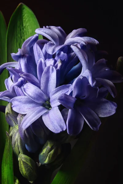 Hyacinth She Hardy Bulbous Plant Flowers Spring — Stockfoto
