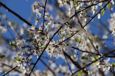 Güneşli bir günde bahar bahçesinde çiçek açan elma ağacı