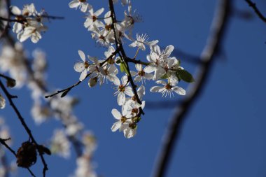 Güneşli bir günde bahar bahçesinde çiçek açan elma ağacı