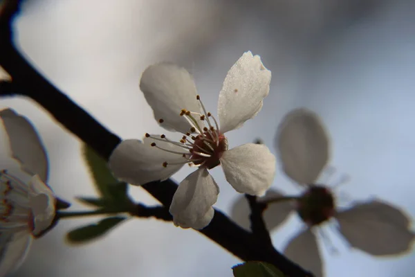 Floração Macieira Jardim Primavera Dia Ensolarado — Fotografia de Stock