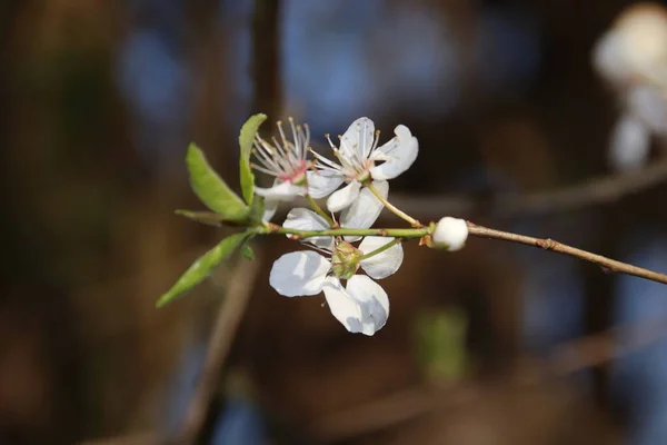 晴れた日に春の庭にリンゴの木が咲く — ストック写真