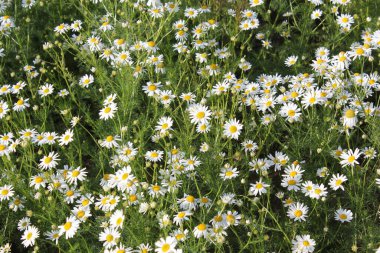 Açık doğadaki güzel renkli çiçekçinin resmi.
