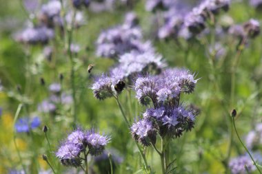 Picture of  Early Bloomer
