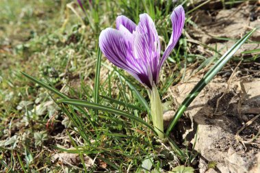 Picture of  Early Bloomer