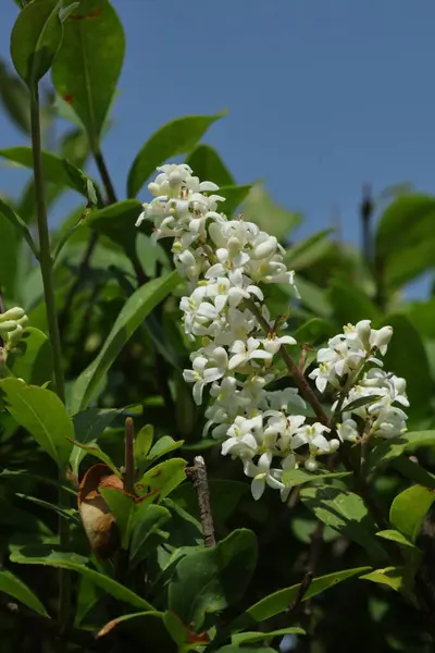 Açık mavi gökyüzü altında parlak yeşil yapraklarla çevrili beyaz ligustrum çiçeklerinin makro çekimi. Çiçek, bahçe ve botanik kavramlar için ideal..