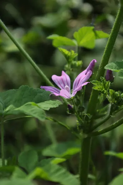 Çiçek açan pembe yosun (Malva sylvestris) çiçeğinin doğal ışıkta yemyeşil çimlerle çevrili makro fotoğrafı. Bitki, bahçe veya çiçek teması için ideal..