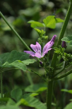 Çiçek açan pembe yosun (Malva sylvestris) çiçeğinin doğal ışıkta yemyeşil çimlerle çevrili makro fotoğrafı. Bitki, bahçe veya çiçek teması için ideal..