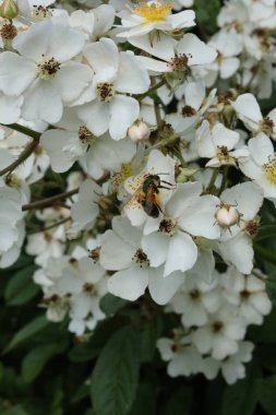 Doğal bir bahçede çiçek açan yabani gül çiçeklerinden polen toplayan bir arı makro görüntüsü. Doğa, ekoloji ve tozlaşmayı vurgular.
