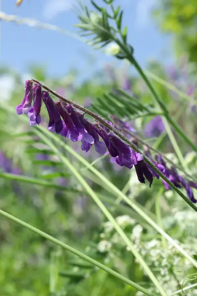 Arka planda yumuşak yeşil çimenler ve mavi gökyüzü ile vahşi bir yaz tarlasında büyüyen mor vetch çiçekleri (Vicia cracca) yakın çekim. Botanik veya mevsimsel temalar için mükemmel.