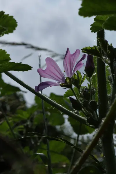 Çiçek açan pembe mellow çiçeğinin silueti ve doğal arka plan ışığı ve yaprak gölgeleri olan tomurcuklar. Karamsar ve organik çiçek kompozisyonu.