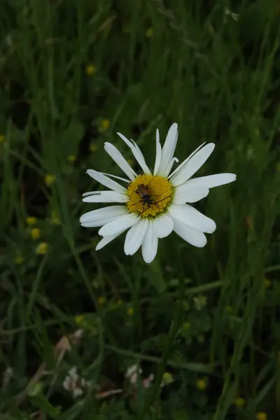 Merkezinde kahverengi bir böceğin doğal bir çimen arka planına dayandığı, çiçek açan papatyanın yakın çekimi. Vahşi yaşam etkileşimini yakalar.