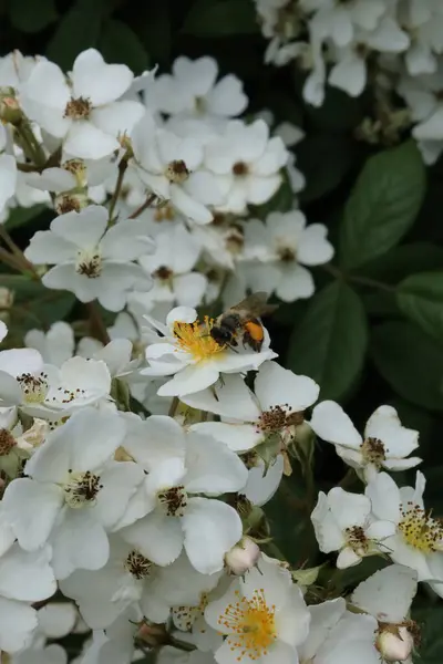 Bahçedeki beyaz gül çiçeklerinden polen toplayan bir arıya yakından bakın..