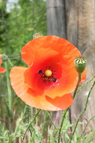 Parlak turuncu gelincik çiçeği tohum kabukları ve yeşil arka planla birlikte çiçek açar..
