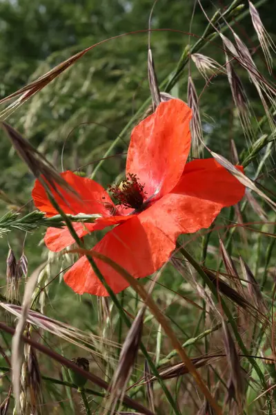 Yabani bir tarlada uzun otların arasında açan portakal gelinciği çiçeği..