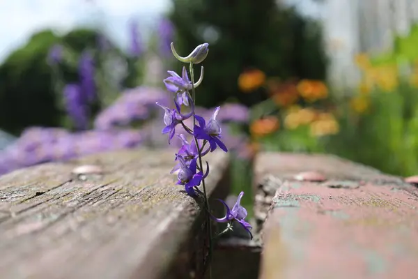 Narin mor kır çiçekleri eski ahşap tahtalardaki çatlaklarda yetişiyor..