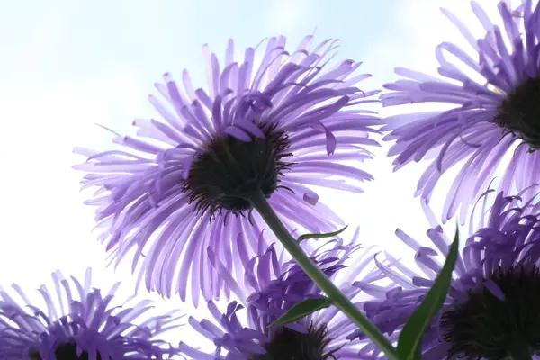 Parlak bir gökyüzüne karşı açan mor renkli paskalya çiçeklerinin düşük açılı çekimi.