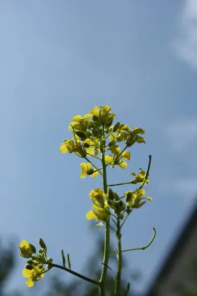 Açık mavi gökyüzüne karşı uzun sarı bir kır çiçeği, alçak bir açıdan çekilmiş..