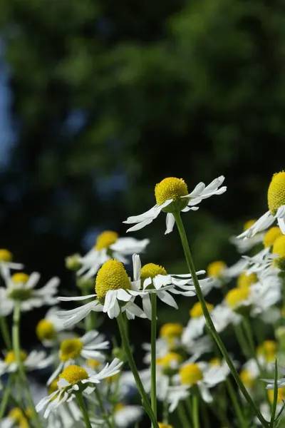 Bir grup papatya çiçeği güneşin altında açıyor, beyaz taç yaprakları ve sarı merkezleri var..