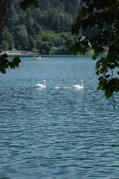 İki kuğu, yapraklar ve dağlarla çevrili sessiz bir göl boyunca bir grup cygnet 'e liderlik ediyor..