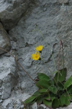 Kayalık bir uçurumdan gri bir arka planda büyüyen iki sarı kır çiçeğinin yakın çekimi..