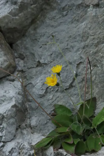Kayalık bir uçurumdan gri bir arka planda büyüyen iki sarı kır çiçeğinin yakın çekimi..
