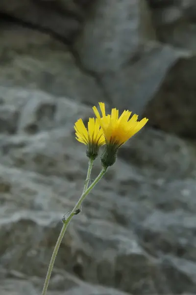 Parlak sarı alp çiçeklerinin makro görüntüsü bir kaya duvarının yanında çiçek açıyor, keskin detaylarıyla yakalanmış..