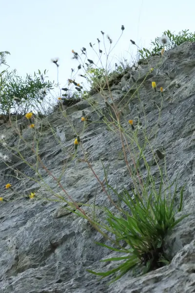 Dik bir kayalık yamaçta yetişen narin sarı kır çiçekleri ve otlar..