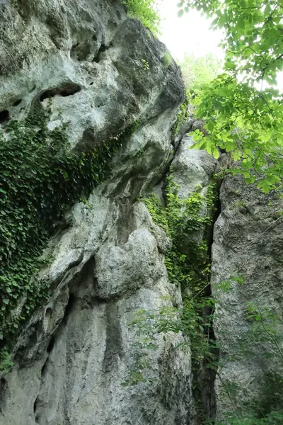 Yüksek kireçtaşı kayalıkları yemyeşil sarmaşıklarla kaplı, doğal bir ortamda aşağıdan görülüyor..