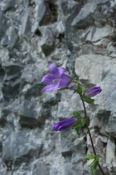 Mor Campanula çiçekleri engebeli taştan bir duvarda büyüyor, doğa ve kaya arasındaki zıtlığı gösteriyor..