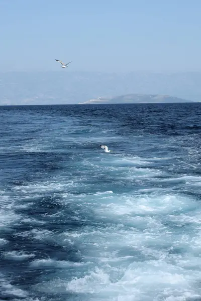 Bir martı, berrak mavi gökyüzünün altındaki uzak dağlarla köpüklü bir okyanusun üzerinde süzülür..
