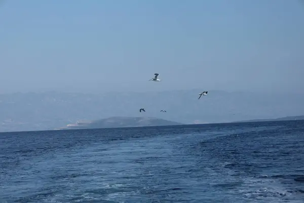 Birkaç martı koyu mavi bir okyanusun üzerinde süzülür ve ada dağları puslu havada görünür..