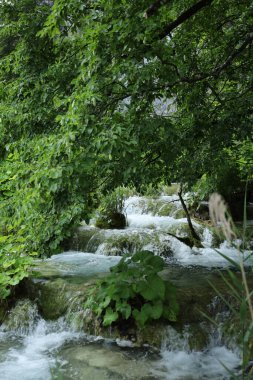 Bereketli bir ormanda, sık yeşil yaprakların altında akan manzaralı bir şelale..