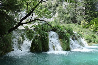 Kayalar ve yoğun yeşil yapraklar arasında akan küçük bir şelale ormanda huzurlu bir doğal manzara yaratıyor..
