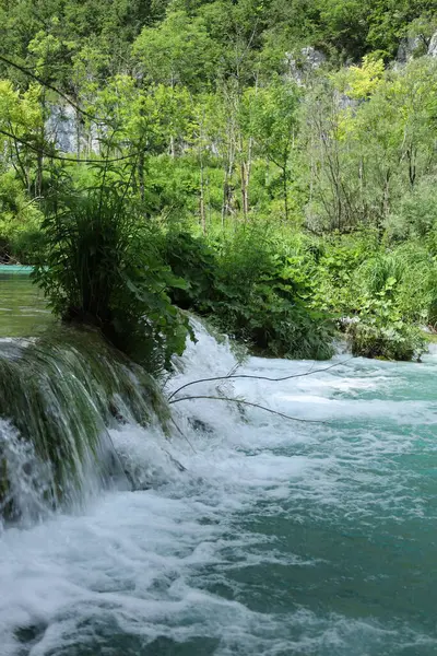 Su, küçük bir orman şelalesini çevreleyen canlı bitkiler gibi yosunlu taşların üzerinden güçlü bir şekilde akar..