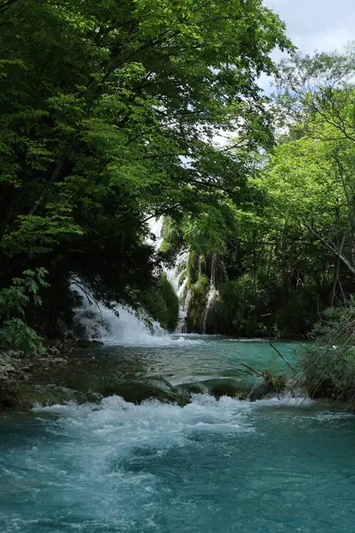 Saklı bir şelale orman tepe örtüsü altında yakalanır, berrak suları yeşil yabanı keser..
