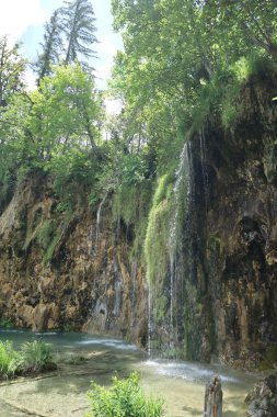 Ormanın derinliklerindeki bir ağacın dokulu kabuğu boyunca büyüyen canlı yeşil yosun makrosu doğal büyümeyi vurguluyor..