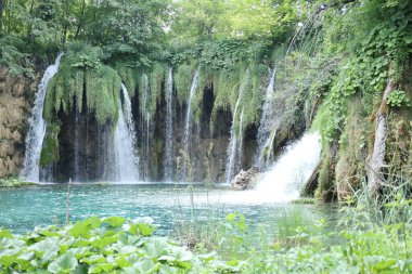 Büyük ağaç kökleri gövdeden uzanıp orman zeminine doğru uzanıyor. Bu da doğadaki gücü ve bağlantıyı gösteriyor..