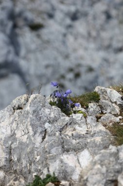 Hassas mavi çan çiçekleri, yüksek dağlardaki kayalık bir çıkıntıda çiçek açar. Sert bir çevrede dayanıklılık ve güzellik gösterirler. Yakın çekim doğal karşıtlığı yakalar..