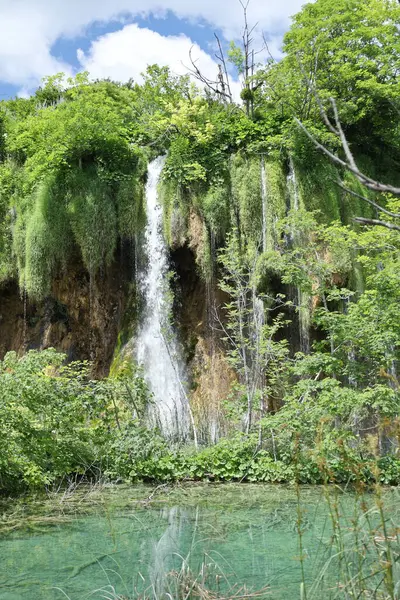 Yumuşak orman ışığıyla aydınlatılan taze yeşil yaprakların yakın çekimi sakin ve sakin bir doğal atmosfer yaratıyor..
