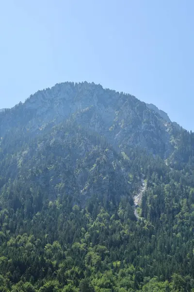 Bavyera Alplerinde açık mavi gökyüzü olan yoğun yeşil bir çam ormanının üzerinde devasa bir kayalık dağ yükselir..