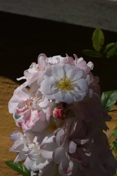 Beyaz ve pembe tonlarında bir demet çiçek açan gül, yumuşak gölgelerle doğal ışıkta yakalanmış..