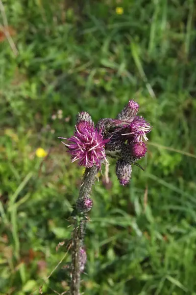 Yeşil bir yaz tarlasında mor bir devedikeni yakından çekerek dokusunu ve dikenli detaylarını vurguluyor..