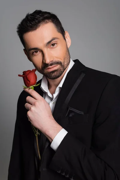 Portrait of bearded man in formal wear holding red rose isolated on grey