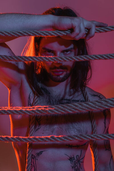 Muscular and tattooed man touching rope on purple background with light 