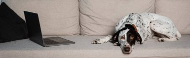 Dalmatian dog lying near laptop on couch in living room, banner  clipart