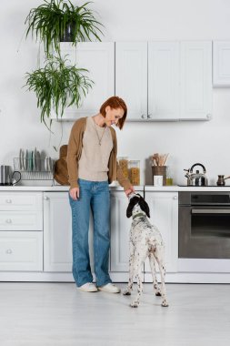 Mutfakta Dalmaçyalı köpekleri besleyen neşeli kızıl saçlı kadın. 