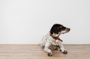 Dalmaçyalı köpek evdeki duvarın yanında yerde yatıyor. 