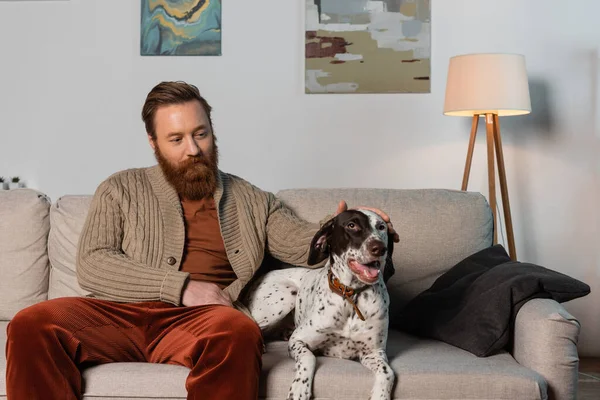 Bearded man in cardigan petting dalmatian dog on couch